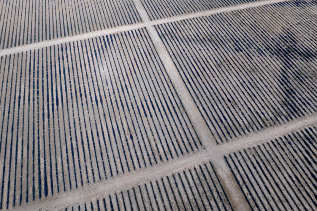 Konya’da lavanta büyüsü! Türkiye’nin en büyüğü dünyadan ziyaretçi ağırlıyor 11